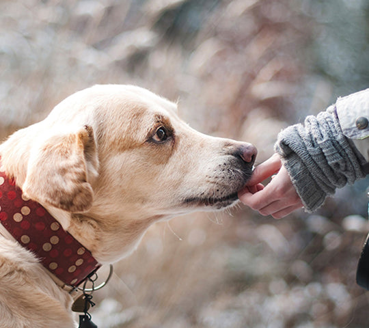 Summer Pet Cooling Guide